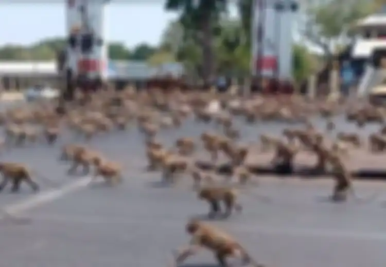 Warga Ketakutan, Polisi Kewalahan, Monyet Gila Seks Kuasai Kota Lopburi Thailand