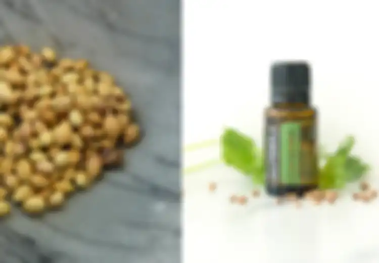 Manfaat Sehat dari Biji dan Minyak Ketumbar, Termasuk Obati Bapil