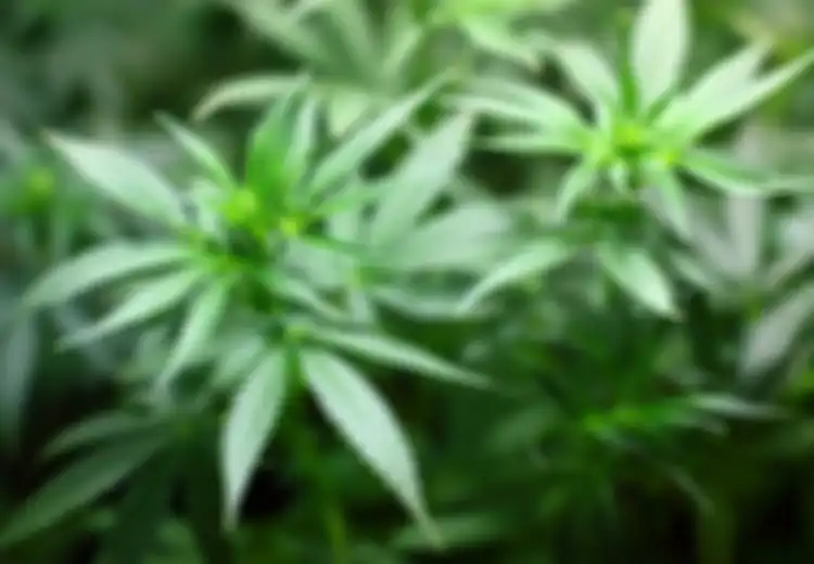 'Untuk Berdiri Saja Tersangka ini Sudah Tidak Kuat', Kakek 60 Tahun Terpaksa Jual Ganja, Mengaku Untungnya untuk Berobat