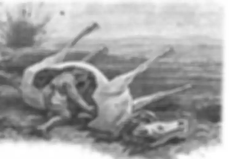 Banyak Mayat Kuda Jatuh Membusuk dan Diabaikan, Muncul Taktik Jenius Sniper Prancis, Gunakan 'Bangkai Kuda Busuk' untuk Intai Musuh, Begini Lengkapnya...