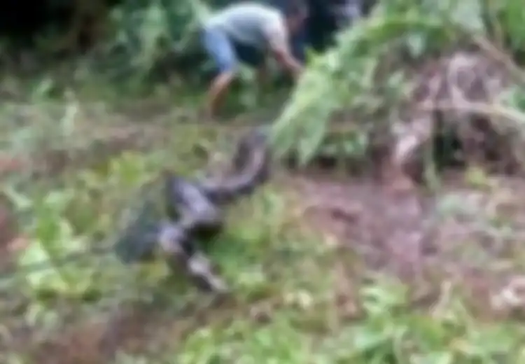 Tepat di Depan Mata Orang-orang yang Hanya Menonton Tanpa Sudi Menolongnya, Bocah 13 Tahun Ini Meregang Nyawa dalam Lilitan Ular Sanca Raksasa