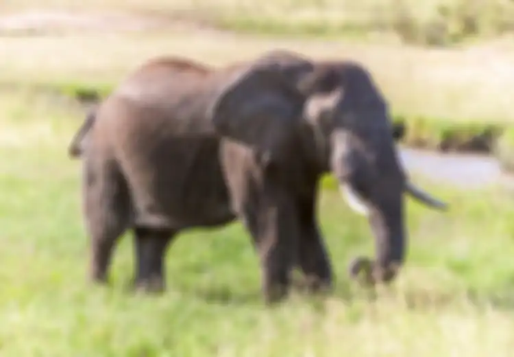 280 Gajah Mati karena Virus Misterius,  Belum Kelar Pandemi Covid-19 Para Ahli Dibuat Khawatir Virus Gajah akan 'Menyeberang' ke Manusia