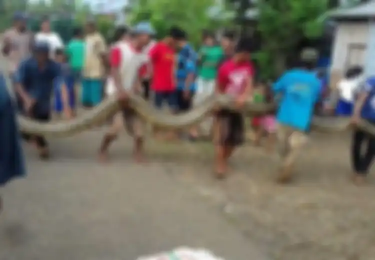 Kisah-kisah Pertarungan Warga vs 'Monster' Ular Piton, Berikut Ini Cerita dan Faktanya, Termasuk Piton 7 Meter yang Serang Orang Saat Mandi