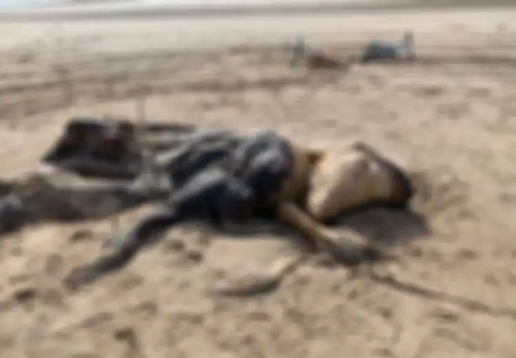 Warga Kota Ini Bingung Ada Bangkai Super Bau di Tepi Pantai, Diduga Sapi hingga Alien: 'Betapa Aneh 2020, Alien Telah Tiba'