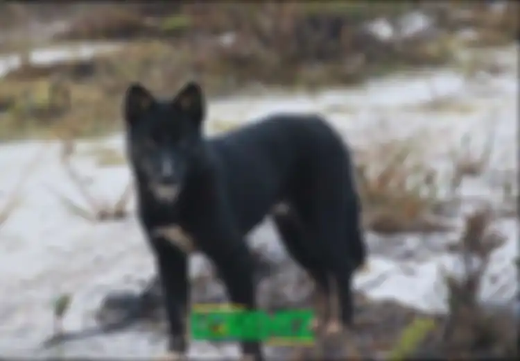 Inilah Cerita Dingo, Anjing Bernyanyi Papua yang Konon Tak Bisa Menggonggong dan Bisa Berubah Jadi Manusia