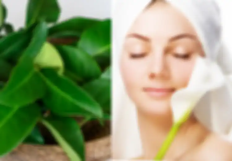 Serius! Cuman Modal Daun Salam Saja Kulit Wajah Bisa Glowing, Begini Caranya