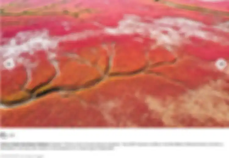 Ngeri, Citra Satelit Ini Tunjukkan Pantai di China Tiba-tiba Menjadi Merah Bagaikan Karpet Darah, Rupanya Ada Penjelasan Sangat Ilmiah di Baliknya