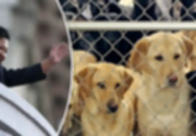 Sebegini Mati-matian Perangi Tren Ideologi Borjuis, Kim Jong Un Perintahkan Berangus Anjing Peliharaan dan Mengirimnya ke Restoran untuk Dimasak