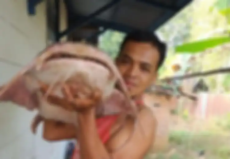 Sering Hadapi Risiko Diintai Ular Beracun, Inilah Pemburu Ikan Raksasa Generasi Terakhir di Sungai Batanghari Sumatera, Beratnya Sampai 30 Kg!