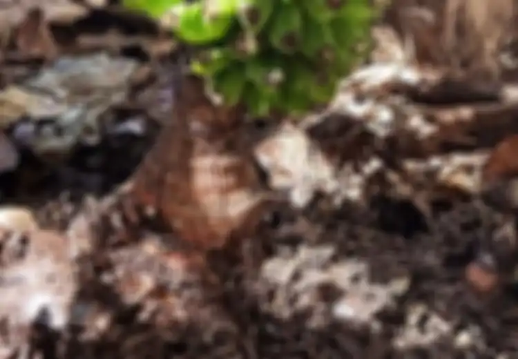 Pisang Ajaib, Berbuah 12 Tandan hingga Tanpa Daun dan Batang: Keajaiban Itu Berkat dari Tuhan