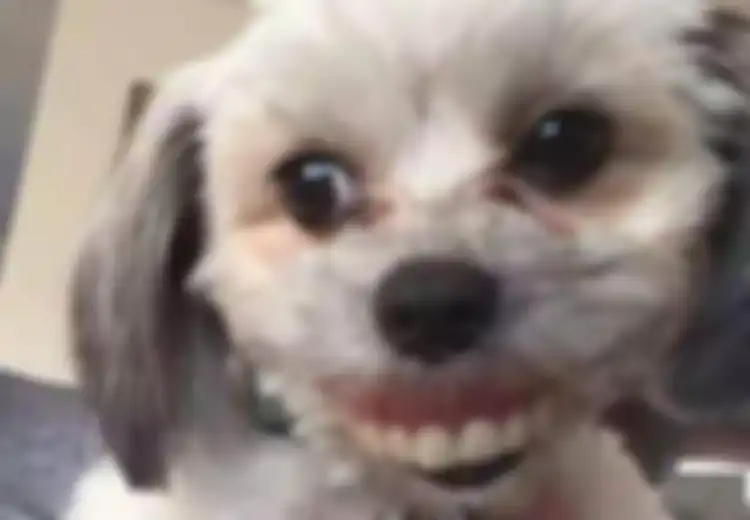 Tiba-tiba Anjing Peliharaan Ini Menyeringai dengan Gigi Seperti Manusia, Ternyata Ada Kejadian Tak Terduga di Balik Penampilan 'Aneh' Hewan Menggemaskan Ini