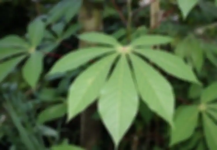 Masakan Daun Singkong Memang Enak, Tapi Waspada dengan Daun Singkong Jenis Ini Ternyata Beracun dan Bahkan Bisa Membunuh dalam Hitungan Detik!