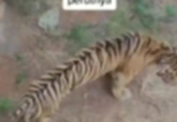 Berjalan-jalan dengan Perut Kempis dan Membikin Miris, Viral Harimau Kurus di Maharani Zoo dan Goa Lamongan, Begini Penjelasan Pengelola
