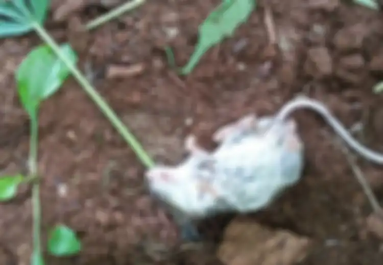 Sampai Harus Direhabilitasi Selama 6 Hari, Tikus Ini Alami Kecanduan Parah Setelah Tak Sengaja Makan Daun Ganja, Lihat Foto Mengenaskannya saat Pertama Kali Ditemukan