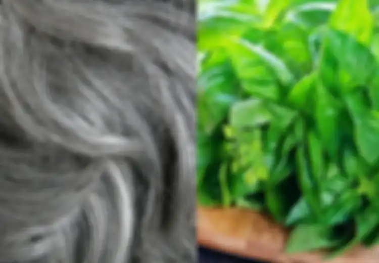 Tidak Hanya Sebagai Lalapan Saja, Nyatanya Gunakan Herbal Ini di Pagi Hari Bisa Basmi Uban, Begini Cara Pakainya, Mau Coba?