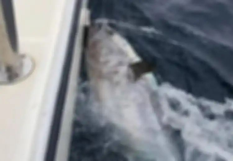 Panjangnya Capai 2,6 Meter dan Berbobot 270 Kg, Para Pria yang Berhasil Tangkap Ikan Tuna 'Monster' Senilai Hampir Rp46 Miliar Ini Justru Lakukan Hal Tak Terduga