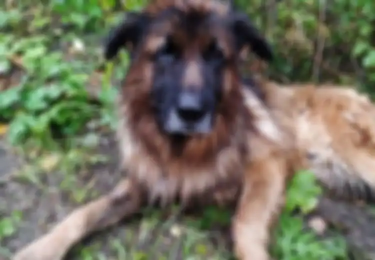 Dikubur Hidup-hidup oleh Pemiliknya, Anjing Ini Gali Kuburannya Sendiri untuk Mencari Pertolongan