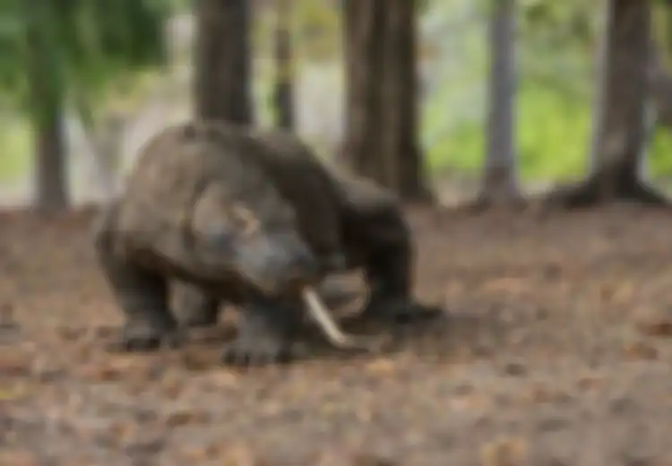Mulai Dari Harga Wisata yang Terlalu Murah Dan Wacana Ditutup Setahun, Terkuak Penyebab Megaproyek 'Jurassic Park' Tetap Digarap Oleh Pemerintah