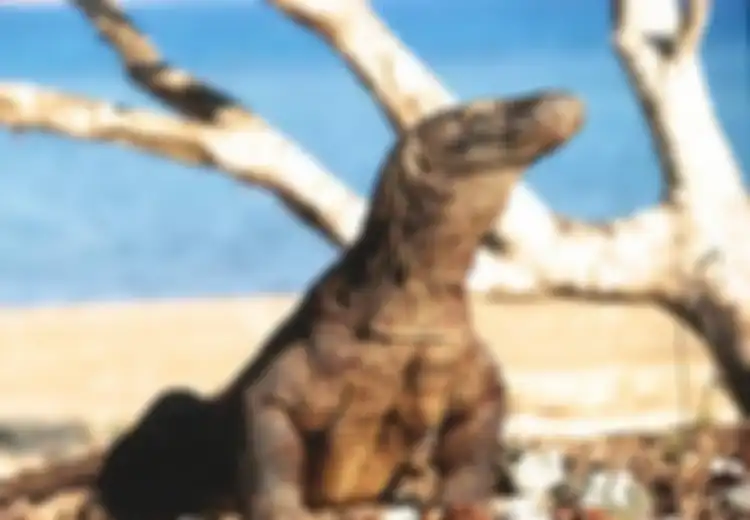 Megaproyek Pemerintah 'Jurassic Park' Kecewakan Banyak Pihak, Cucu Keponakan Mantan Presiden BJ Habibie: Maafkan Kami, Komodo