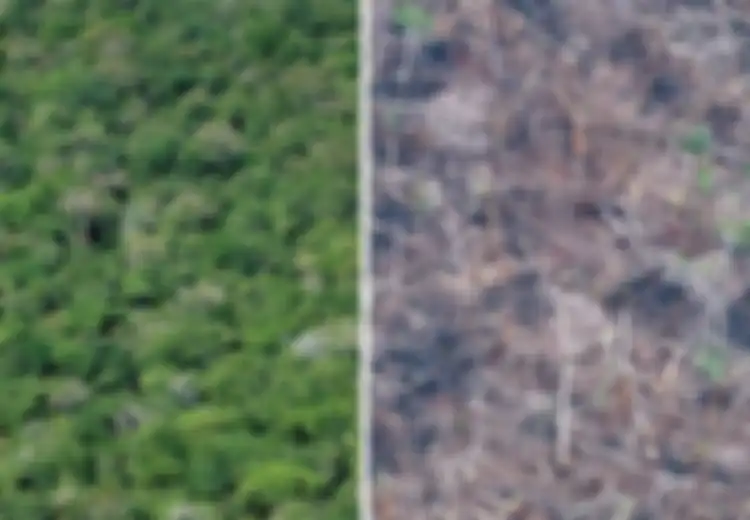 Hutan Lestari Tinggal Mimpi, UU Cipta Kerja Coret Kewajiban Pemerintah Menjaga 30 Persen Hutan