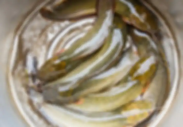 Begini Rupanya  Rahasia Pedagang Lele Bersihkan Ikan Lele Hingga Tidak Berlendir, Caranya Cuma dengan Oleskan Bahan Dapur Ini Sebelum Dimasak