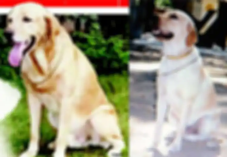 Berhasil Endus 3329 Kg Bahan Peledak, Inilah Zanjeer, Anjing Pelacak yang Selamatkan Ribuan Nyawa Orang India, Pemakamannya Dilakukan Penuh Hormat
