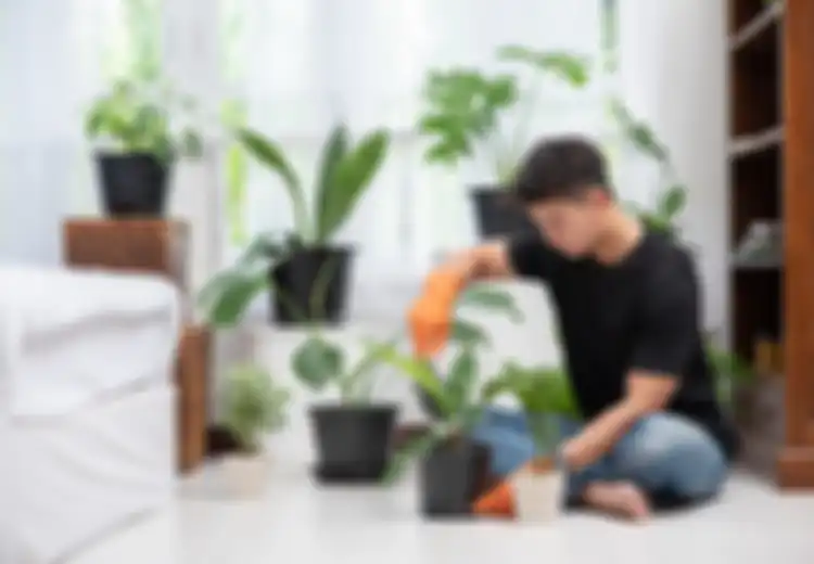Perhatian Buat Para Pecinta Tanaman Hias, Begini Cara Agar Daun Tanaman Makin Kinclong, Cuma Bersihkan dengan 4 Bahan Alami Berikut Ini!