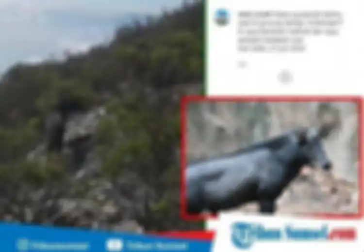 Beredar Video Penampakan Hewan Misterius & Langka di Lereng Gunung Merapi Dempo yang Terekam Pendaki Gunung, Seperti Apa Penampakannya?