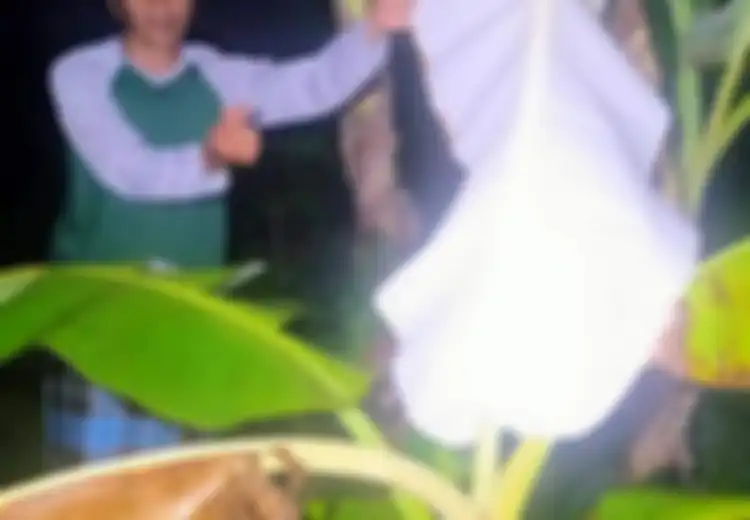 Aneh Tapi Nyata, Inilah Fenomena Langka Saat Pohon Pisang Berdaun Putih Hebohkan Warga Jember, Apa yang Terjadi?