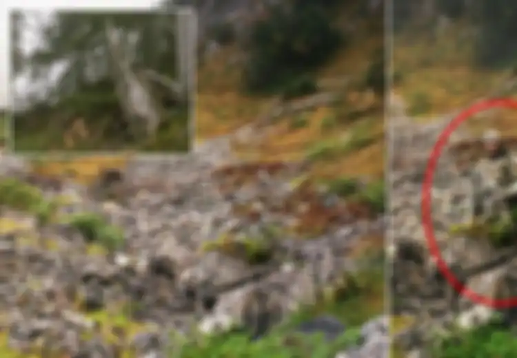 Bak Hantu, para Sniper dalam Foto-foto Ini Berkamuflase Nyaris Tak Terlihat, Bisakah Anda Menemukan Mereka?