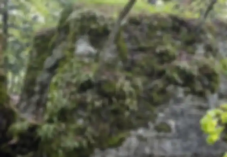Penyamarannya Sempurna dan Nyaris Tidak Terdeteksi, Coba Temukan Tentara Inggris yang Menyamar dalam Gambar di Bawah Ini