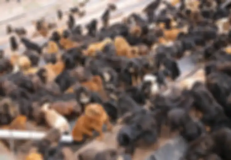 Beratnya Bisa Capai 91 Kg, 160.000 Ekor Anjing Liar Tibet yang Ganas Membahayakan Populasi Makhluk Lain, Termasuk Manusia dan Macan Tutul Salju!