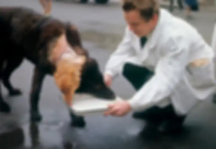 Dijuluki Frankenstein dari Soviet, Inilah Vladimir Demikhov Sang 'Pencipta' Anjing Berkepala Dua, Kelak Dunia 'Berutang' pada Kekejamannya