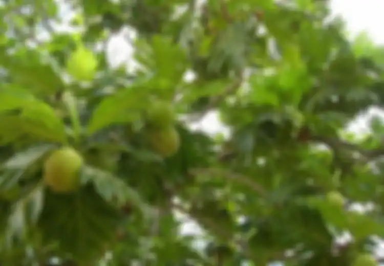 Pohon Buah Ini Tumbuh Subur di Indonesia, Siapa Sangka Malah Buah Ini yang Akan Jadi Sumber Ketahanan Pangan Global!