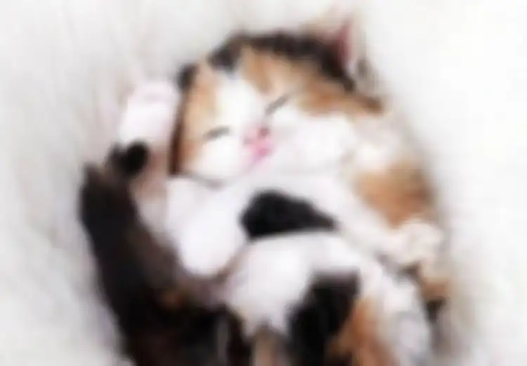 Kucing Tiga Warna; Bisakah Kucing Belang Tiga, Calico, Hamil?