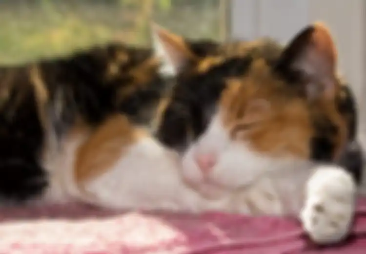 Kucing Tiga Warna; Ini Enam Jenis Kucing Calico Keren dan Menyenangkan