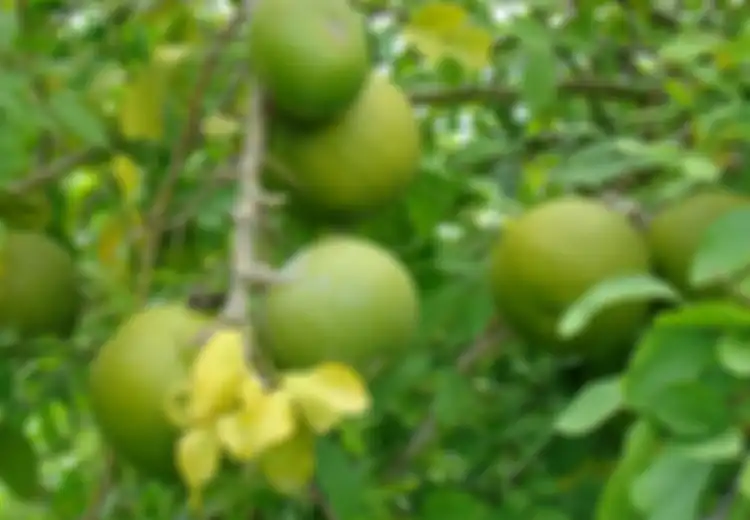 Dikaitkan dengan Asal-usul Kerajaan Majapahit, Ternyata di Nepal Buah Maja Dipercaya sebagai Titisan Dewa Syiwa, 'Penyelamat' Para Janda