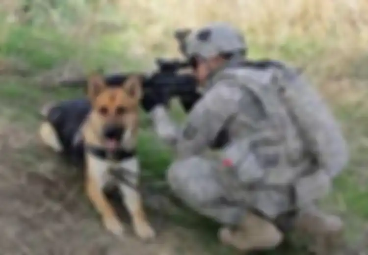 Sering Jadi Pahlawan Perang di Timur Tengah Dalam Menangkap Teroris, Ternyata Anjing Militer Milik Pasukan Khusus Dunia Justru Selalu Berakhir Mengenaskan