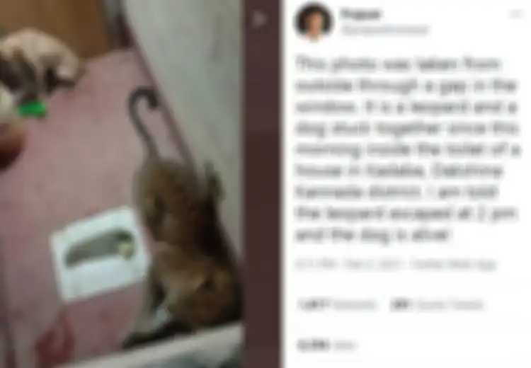 Mendebarkan, Video Ini Ungkap Kisah saat Anjing dan Macan Tutul Terkurung Bersama selama 7 Jam Macan di Toilet, Warga Pun Ramai Berkumpul di Sekitar Lokasi