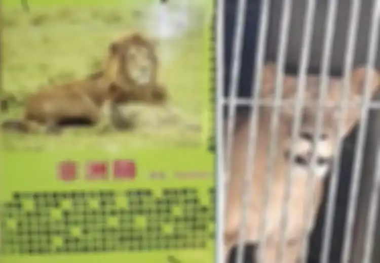 Sesumbar Bakal Datangkan Singa dari Belantara Afrika, Kebun Binatang di Tiongkok Ini Malah Pamerkan Hewan Gimbal yang Mirip Singa Ini, Seolah Membodohi Pengunjungnya Sendiri