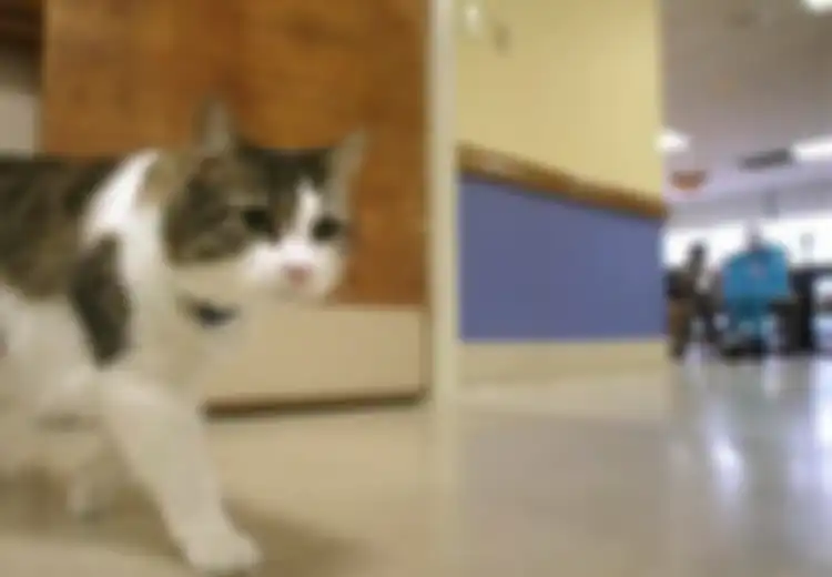 Imut dan Lucu, Siapa Sangka Kehadiran Kucing Ini Bak Pembawa Kematian, Petugas Rumah Sakit Syok Saat Tahu Kucing Ini Bisa Meramalkan Kematian Dengan Cara Ini