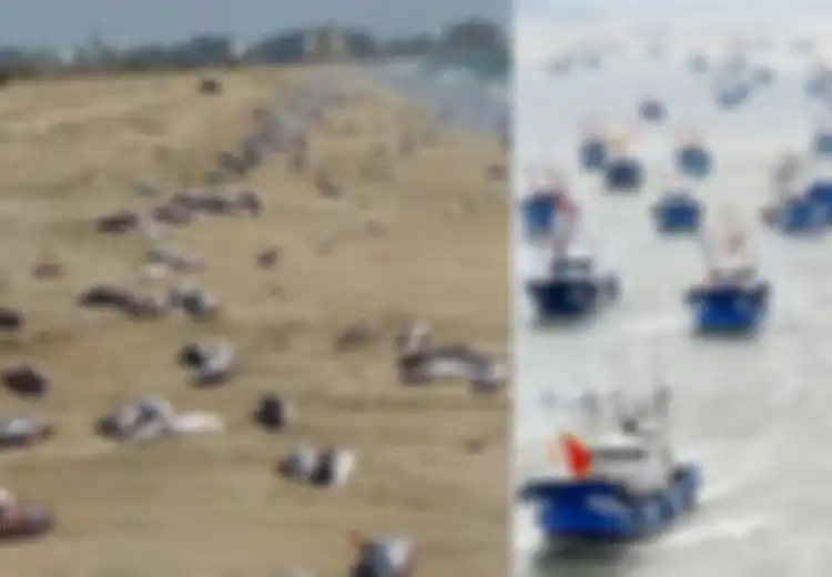 Viral Ribuan Ikan Mati di Pinggir Pantai, Warga Iran Ngamuk Sama Nelayan China Gegara Berani Obok-obok Lautnya, Klaim Negaranya Sudah Jatuh Dalam Cengkeraman Komunis China!