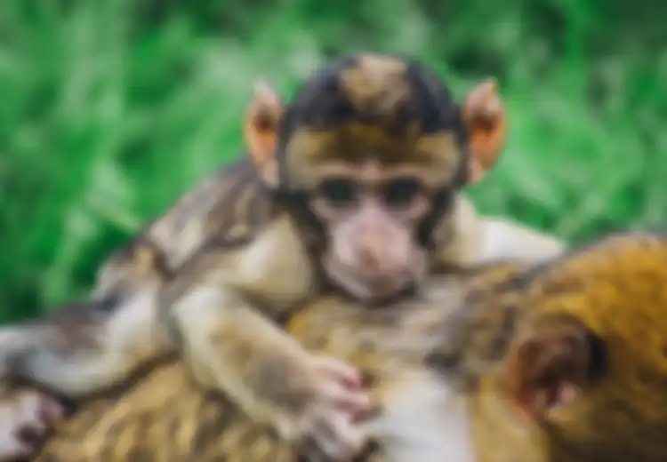 Hibrida Manusia-Monyet Ini Dianggap Sebagai Eksperimen Paling 'Kelewat Batas', Dilahirkan Hanya untuk Organ-organ Tubuhnya dan Direncanakan untuk Tujuan Medis Ini