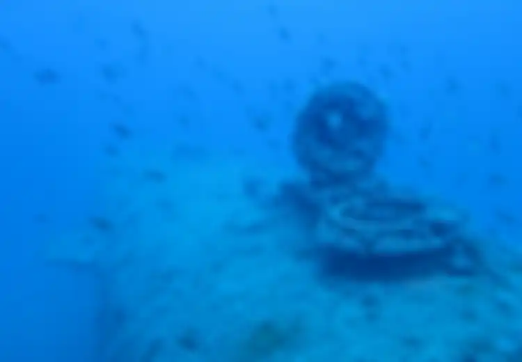 Tak Hanya Harta Karun yang Ditemukan di Bangkai Kapal Bawah Laut, Nyatanya Makhluk Mikro Ini Telah Tumbuh Terlebih Dahulu Demi Kita Bisa Lihat Sesuatu yang Lebih Indah