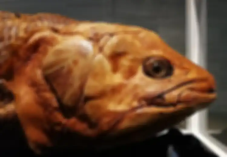 Hidup 420 Juta Tahun yang Lalu, Ikan Raksasa Zaman Dinosaurus Ini Masih Hidup di Madagaskar