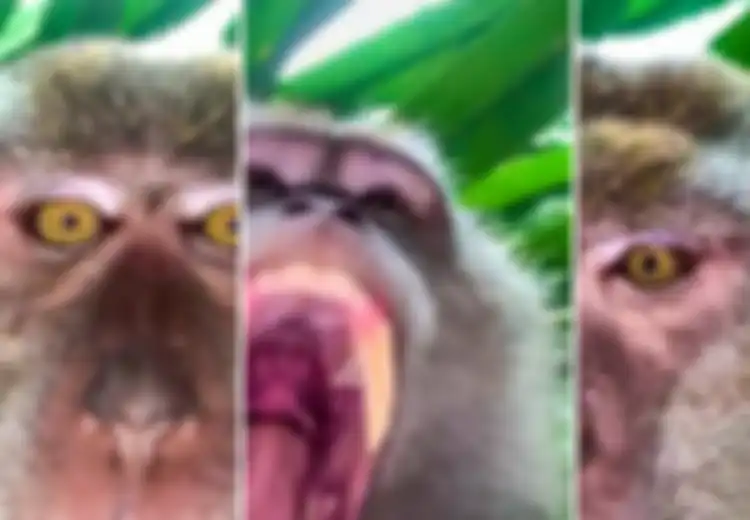 Foto Monyet Selfie ‘Ditemukan’ dalam Ponsel Hilang Milik Pria Malaysia