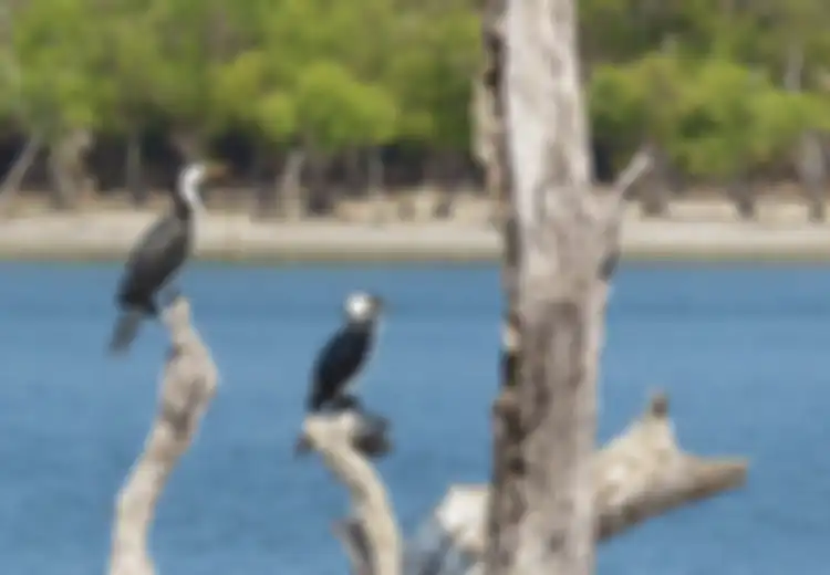 Ada Danau Indah Rumah Ribuan Burung di Timor Leste, Rupanya Simpan Kisah Mengerikan Ini