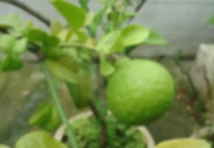 Kurang Menarik Sampai Hanya Dilirik Jadi Bahan Masakan Saja, Jeruk Jenis Ini Ternyata Punya Segudang Manfaat yang Pasti Tidak Diketahui Orang Se-Indonesia