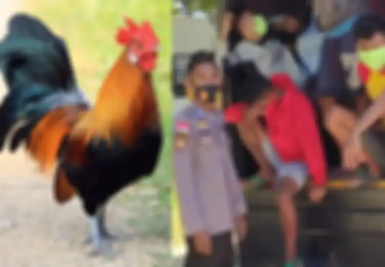 Ada yang Membawa Ayam, 113 Warga Timor Leste Ditangkap karena Memasuki WIlayah Indonesia, Apa yang Tengah Terjadi?