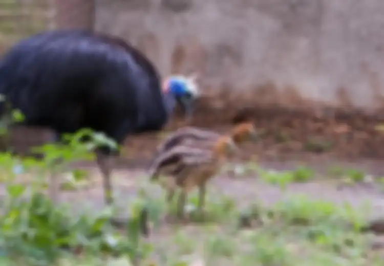 Berumur 6.000-18.000 Tahun, Temuan Telur Fosil Ini Buktikan Sebelum Manusia Pelihara Ayam, Mereka Coba Jinakkan ‘Burung Paling Mematikan di Dunia’ yang Tidak Bisa Terbang dan Bisa Robek Isi Perut Kita